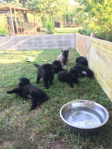 Cuccioli2